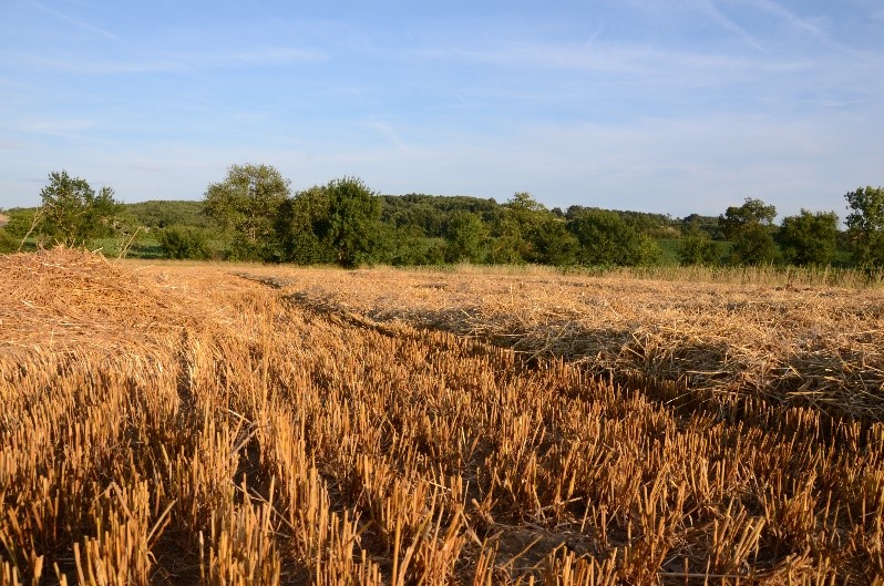 Oc’Coturnix : quels leviers pour préserver les habitats de la Caille des blés en Occitanie ? 