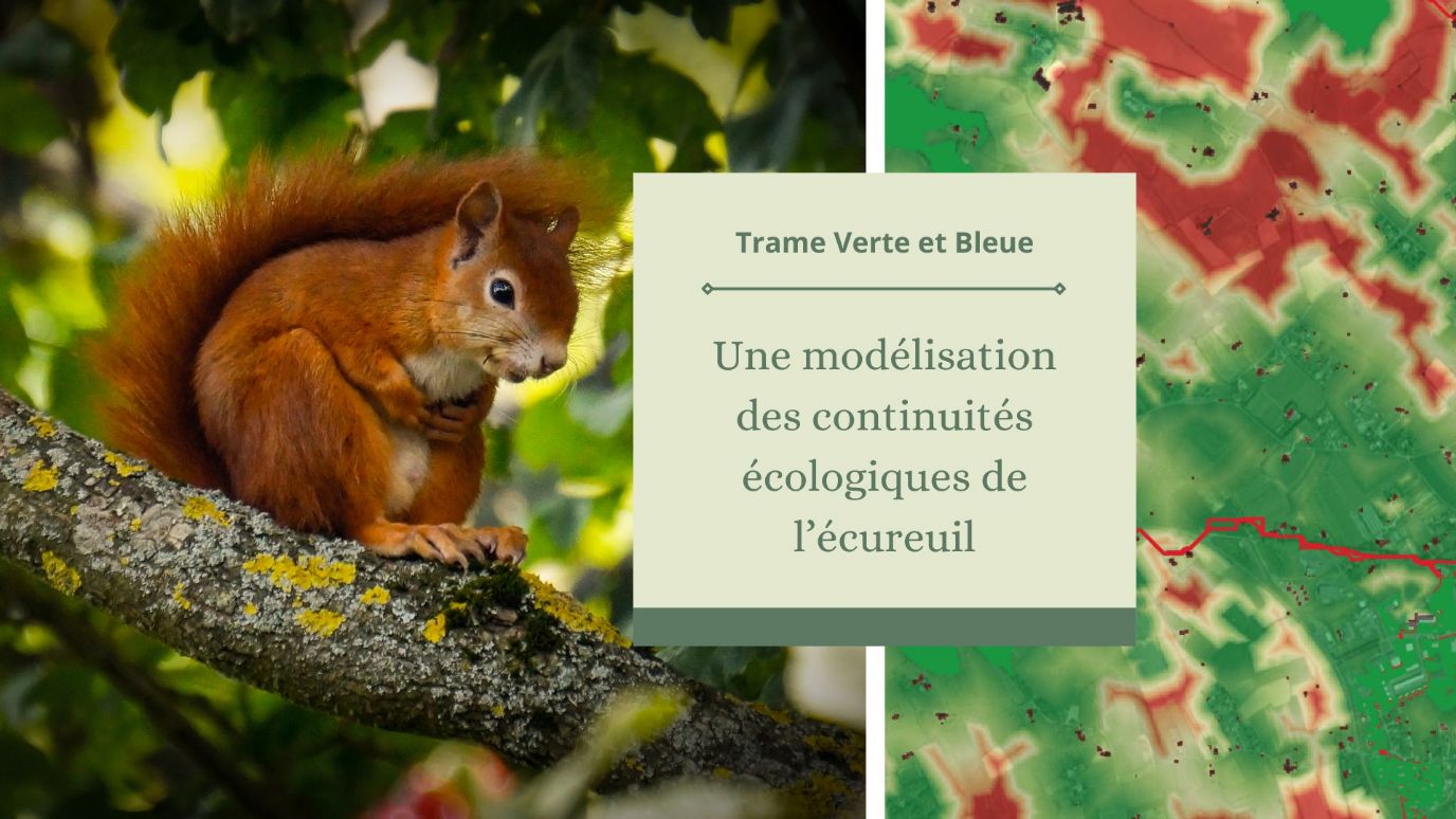 Une modélisation des continuités écologiques de l'écureuil roux