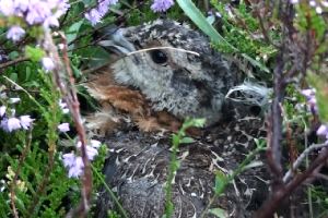 Galliplus : maintenir des habitats de reproduction favorables pour les galliformes de montagne