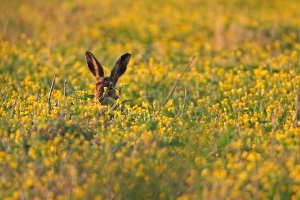 Agrifaune : concilier l’agriculture et la faune sauvage