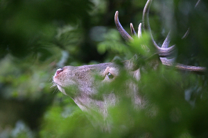Analyse partagée du risque de déséquilibre forêt-cervidés dans les Pyrénées françaises