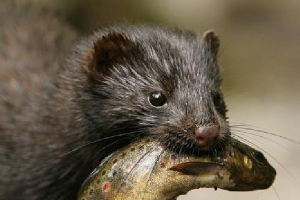 Etat des lieux de la présence du Vison d'Amérique en Midi-Pyrénées