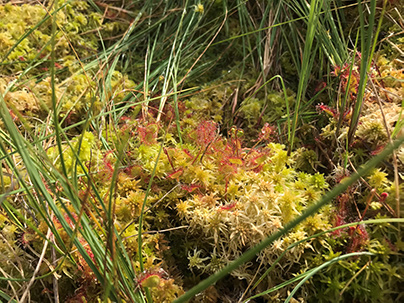 Espèces végétales des prairies humides