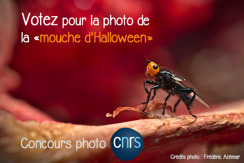 Votez pour la photo de la mouche d'Halloween !