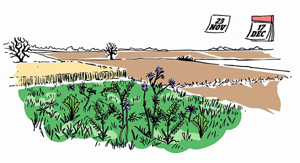 VIDEO – Les clés pour favoriser la biodiversité pendant l’interculture