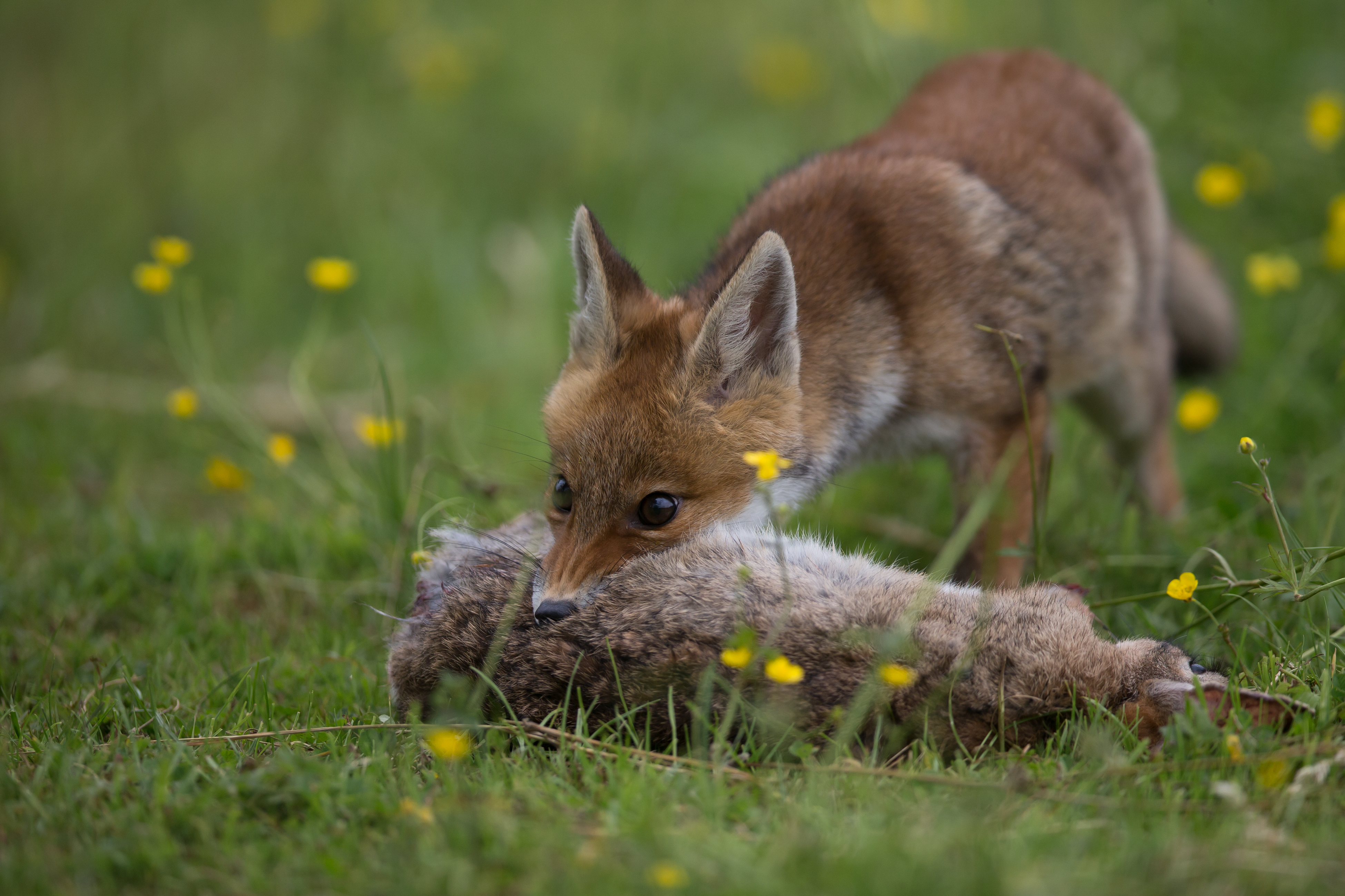 Demandes d’autorisation ESOD 2026 et piégeage sanglier
