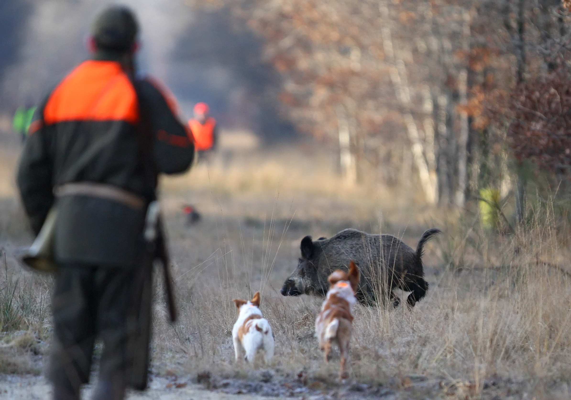 Maladie d’Aujeszky 