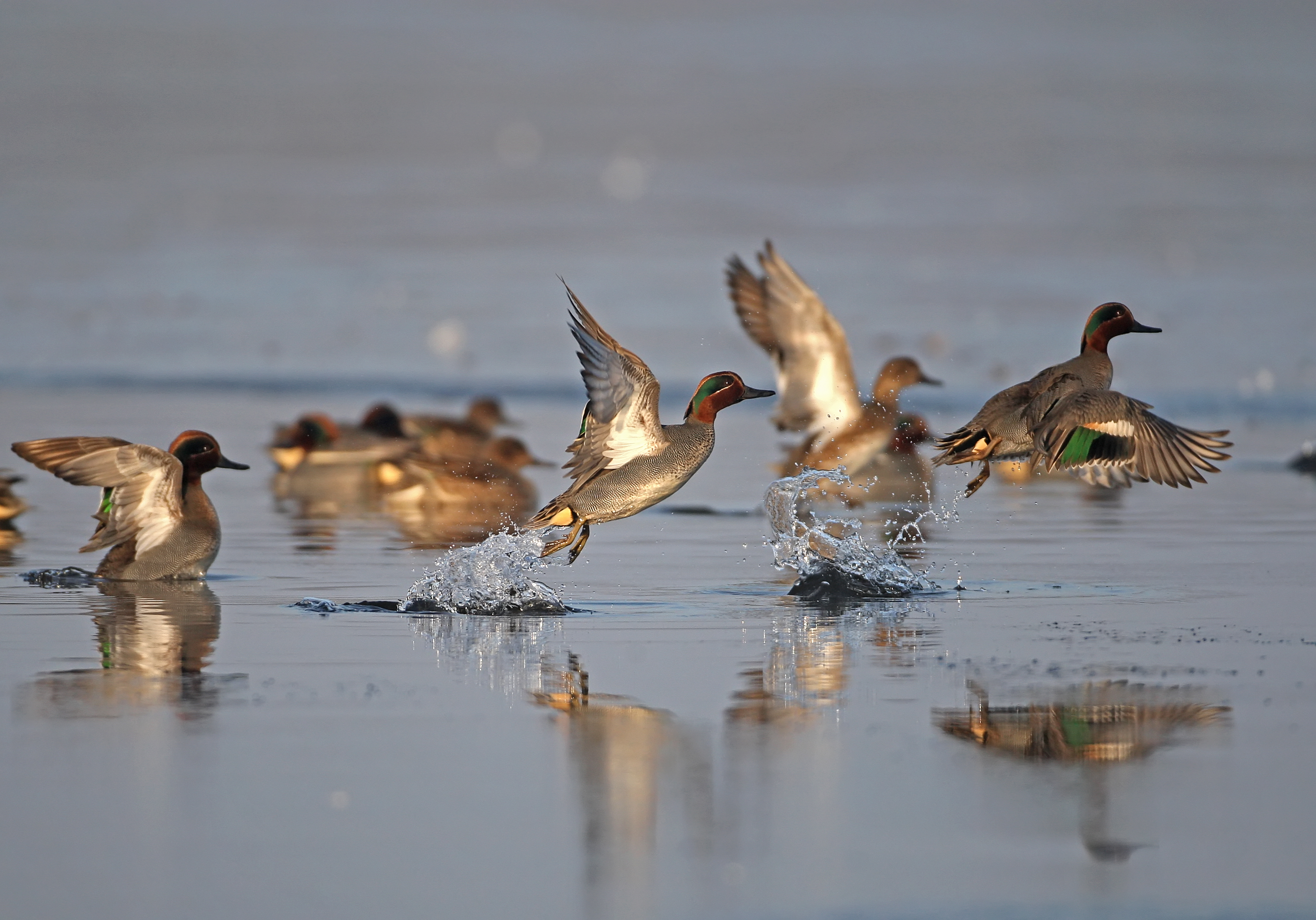 GRIPPE AVIAIRE – Passage en risque ELEVE