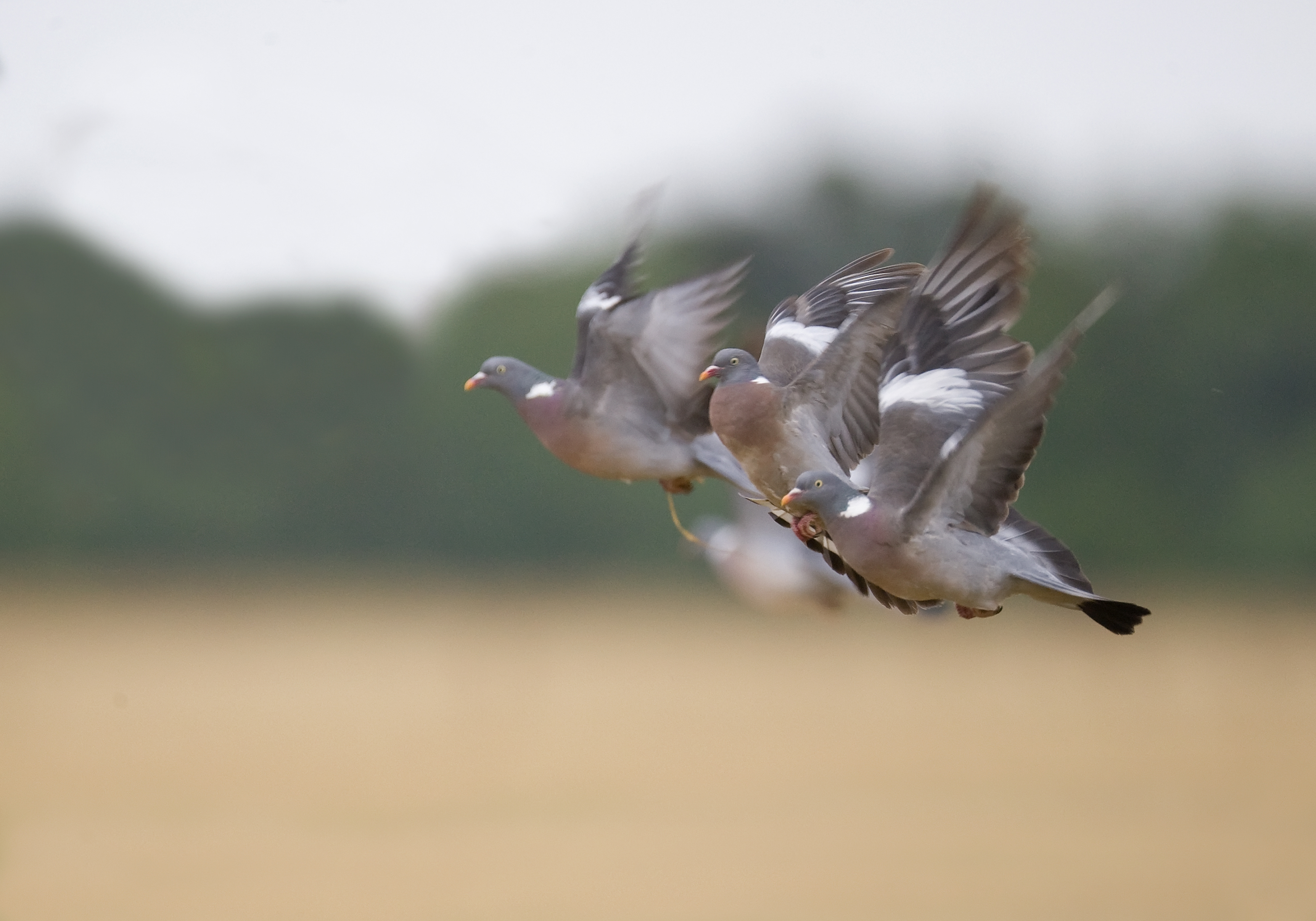 Consultation publique : mobilisez-vous pour la chasse traditionnelle de la palombe aux filets.