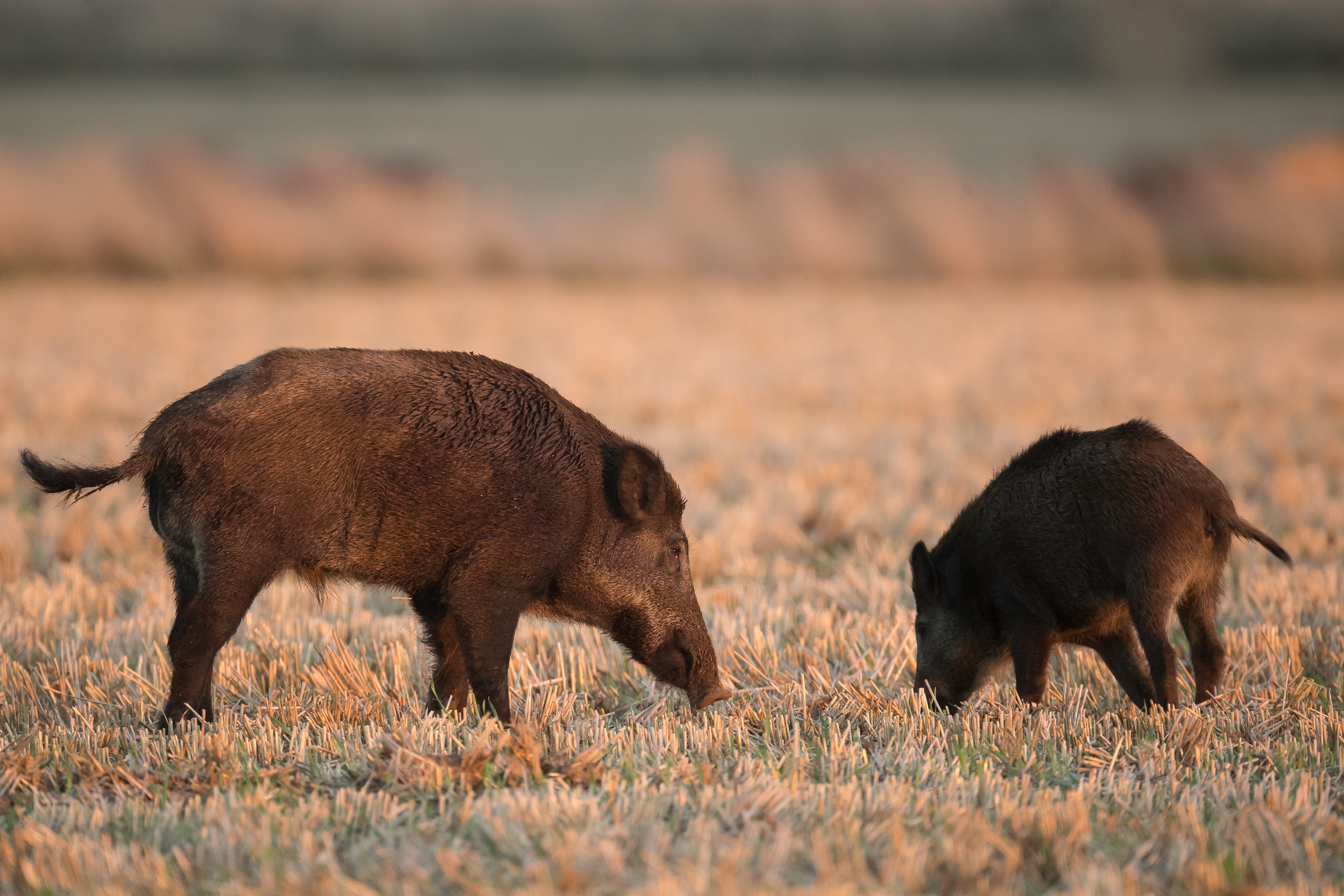 Prélèvements sangliers 2025 