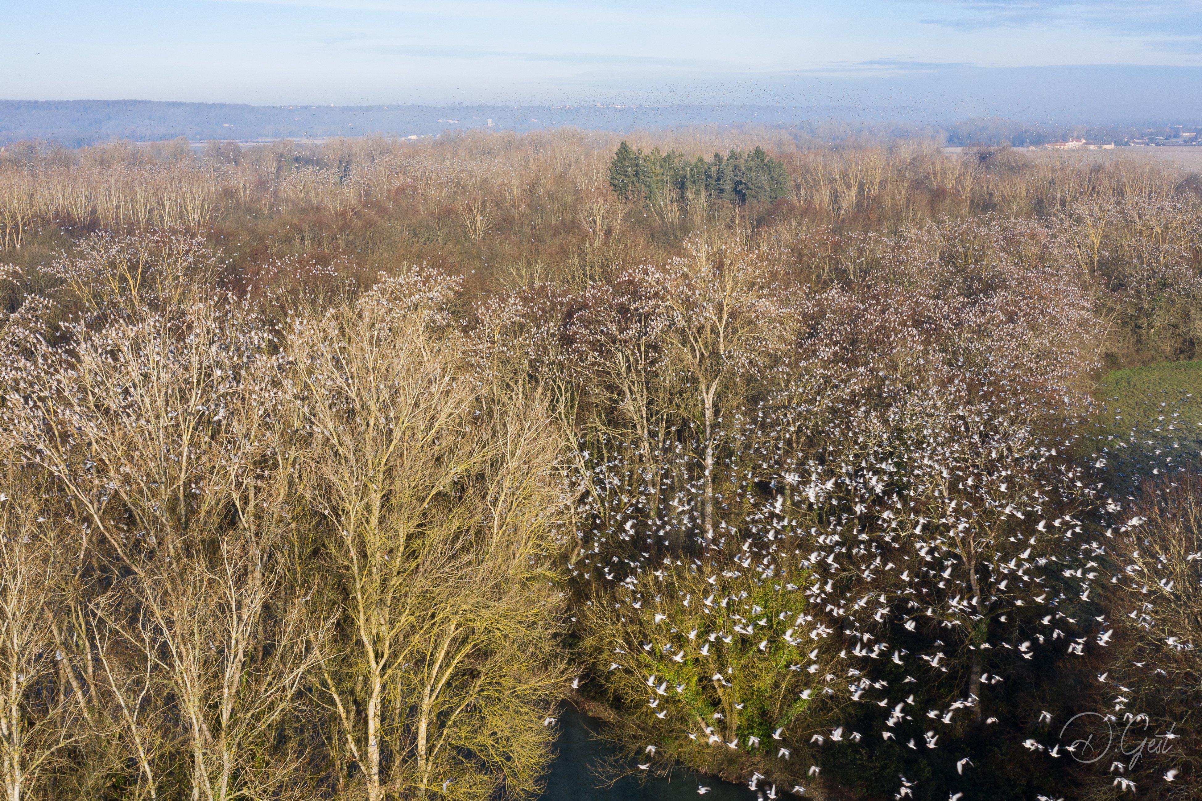  La Commission Européenne saisit la Cours de Justice Européenne sur la chasse de la palombe au filet