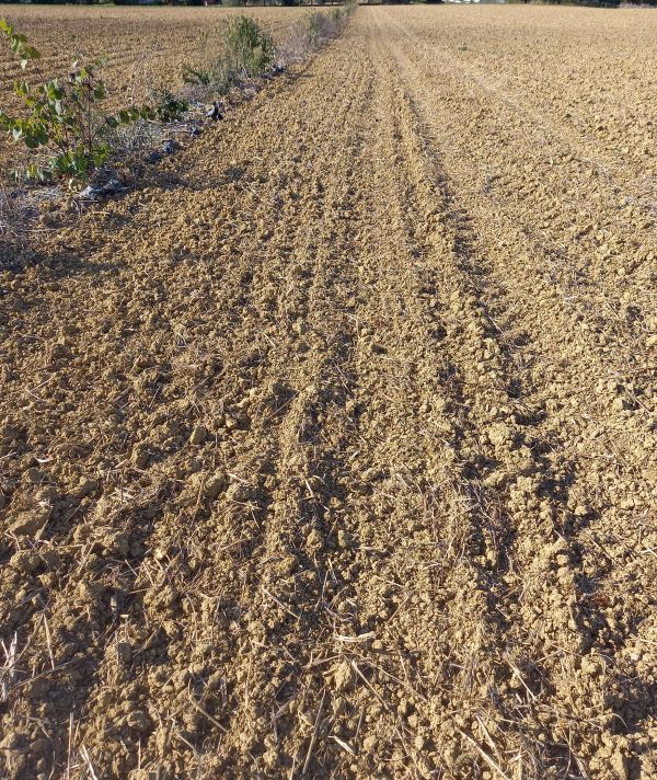 Agrifaune : restauration de bordures de champs 