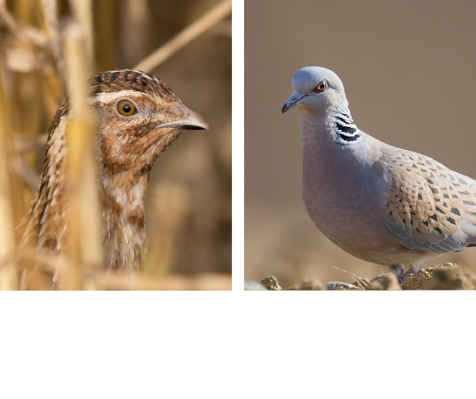 Caille des blés & Tourterelle des bois – Ouverture et réglementation 2025