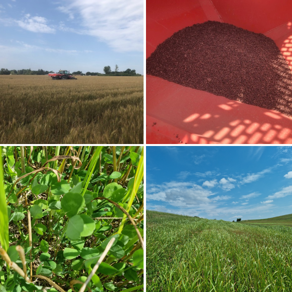 Des couverts d’interculture au service de la biodiversité