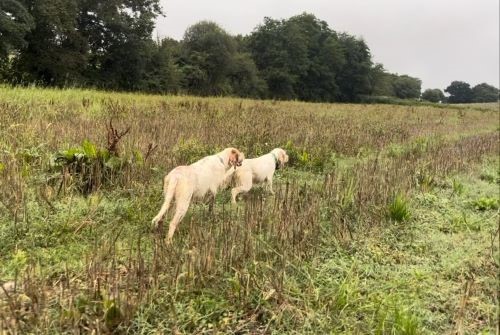 Echantillonnage des compagnies de Faisan 