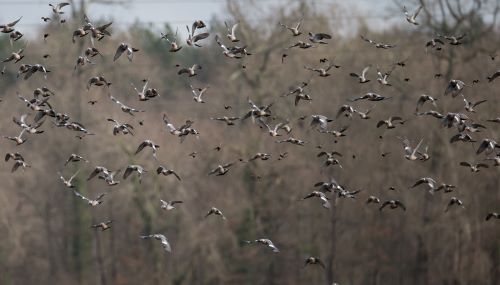 Comptage des palombes en hivernage [2/2]