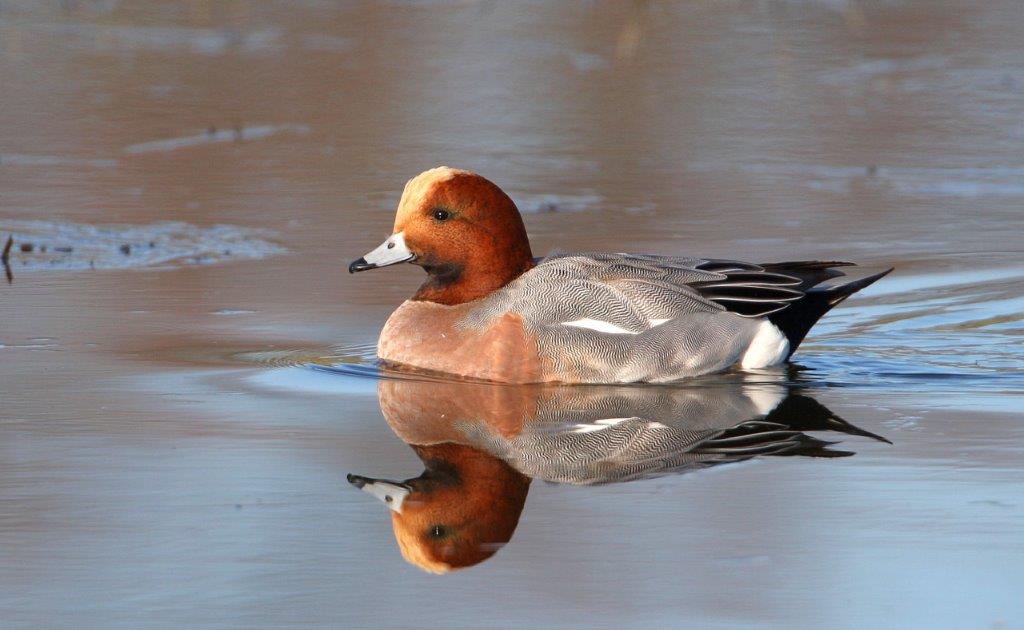Gibier d'eau - Ouverture et règlementation