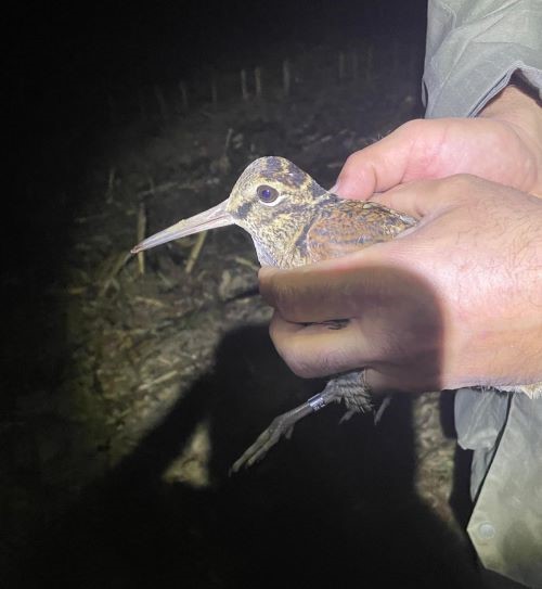 Retour de bague : une contribution essentielle au suivi des populations d'oiseaux 