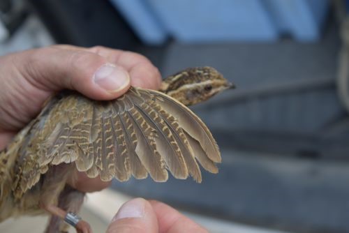 Synthèse 2025 du suivi de la Caille des blés  