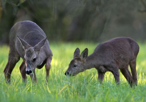 Suivi de la population de chevreuil dans le Gers 