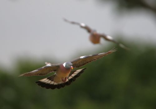 NOUVEAU : Prélèvements en palombière ! 