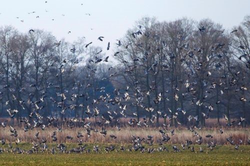 Palombes en hivernage : janvier moins maussade que prévu [2/2]