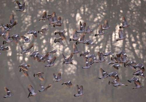 Palombes en hivernage : un résultat décevant [1/2]