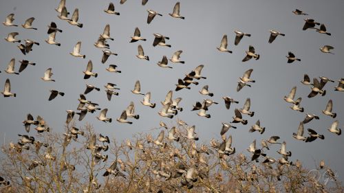 Comptage des palombes en hivernage [1/2]