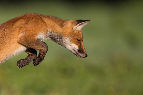 ESOD : Déclaration des dommages ! 