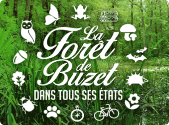 La Forêt de Buzet dans tous ses états !