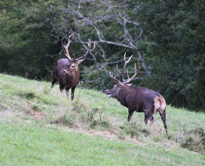 Situation du cerf en Haute-Garonne.