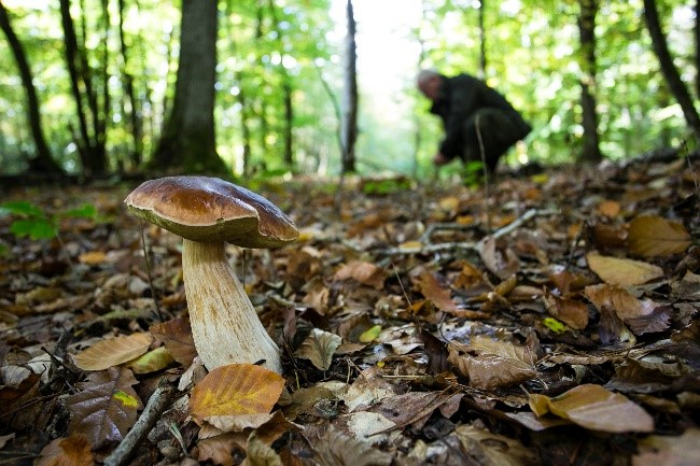A Buzet sur Tarn, les chasseurs responsables partagent la forêt avec les autres usagers.