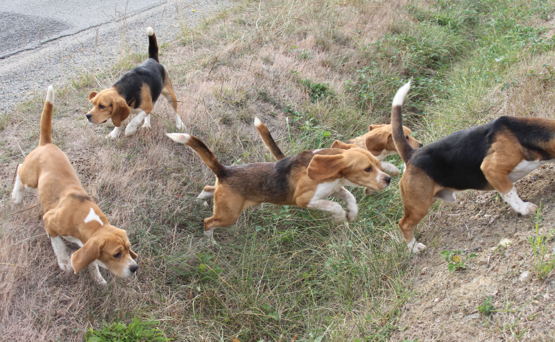 Concours chiens à FONSORBES au lac de Bidot