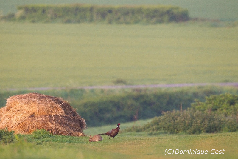 Deux nouveaux GIC pour le lapin et le faisan !