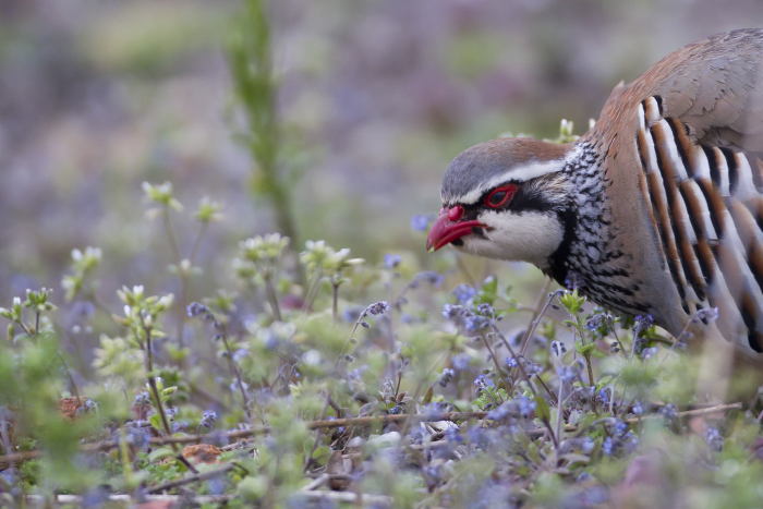 Participez à l'inventaire -Repro Perdreau- !
