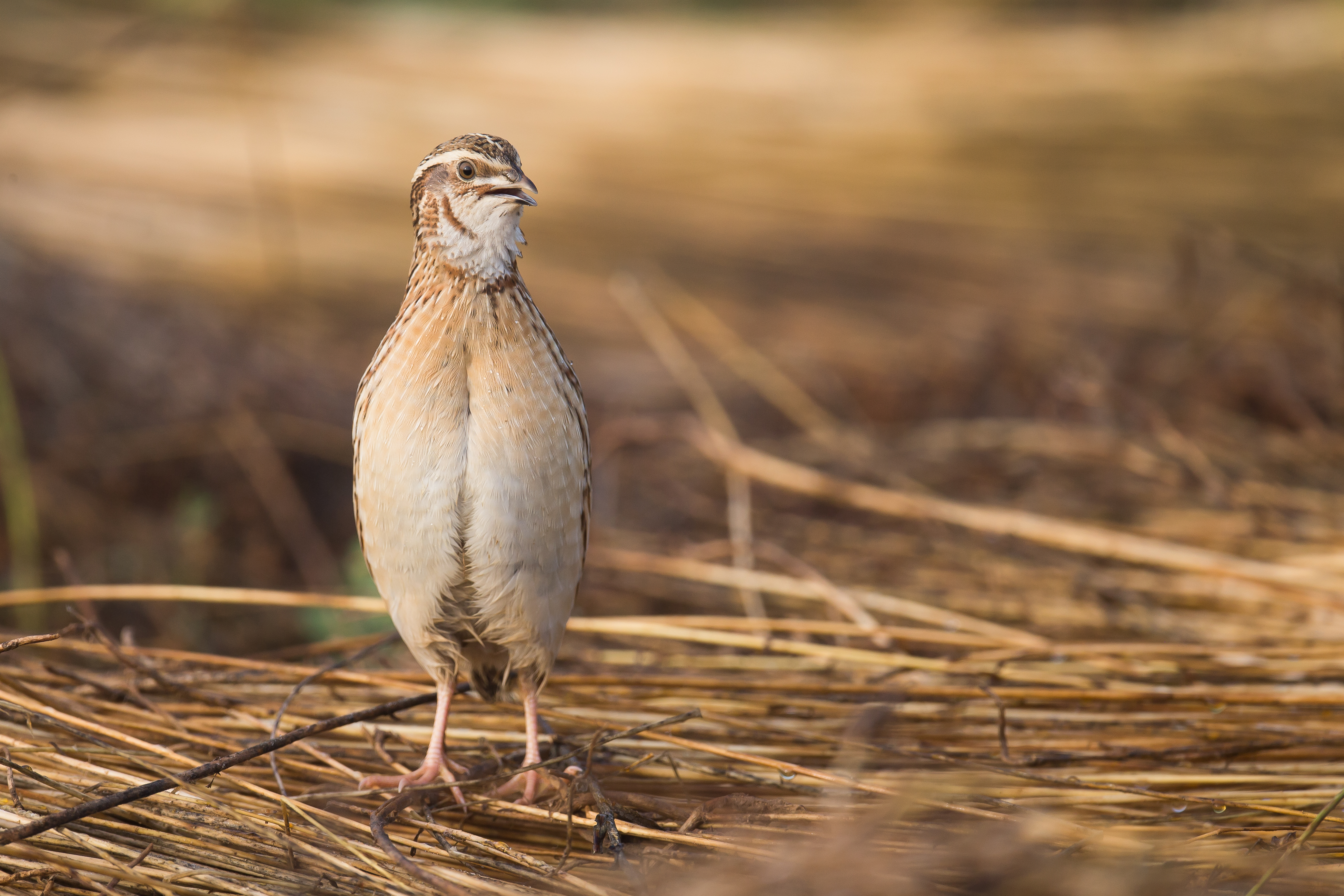 Rappel : pas plus de 5 cailles par jour et par chasseur !