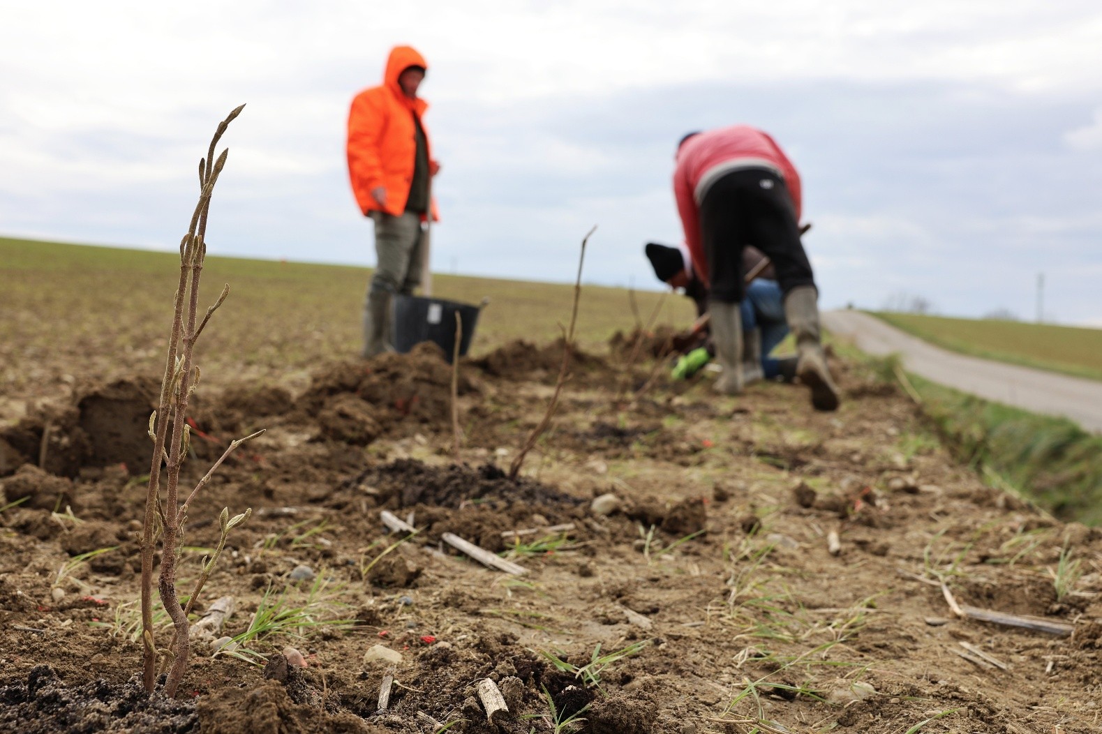 Sensibilis’haie : une mobilisation locale pour replanter des haies 