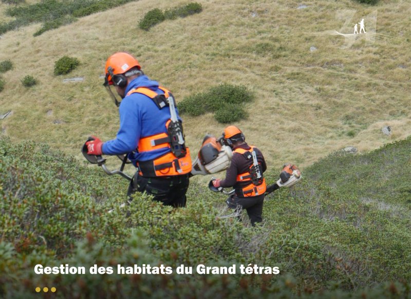 Oô : une nouvelle action en faveur du Grand Tétras