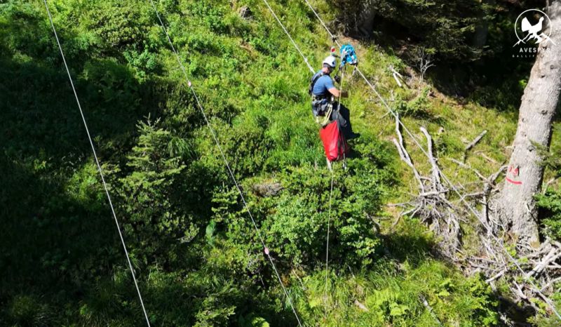 VIDEO : des actions en faveur du Grand Tétras