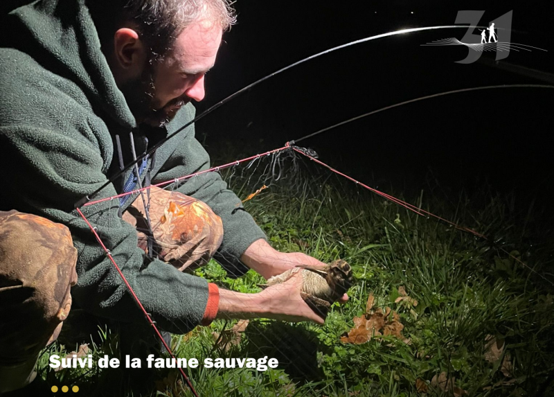 Une nouvelle campagne de baguage bécasse