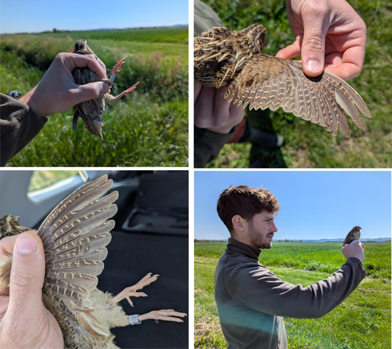 Saison 2025 : les premières Cailles des blés baguées en Haute-Garonne !