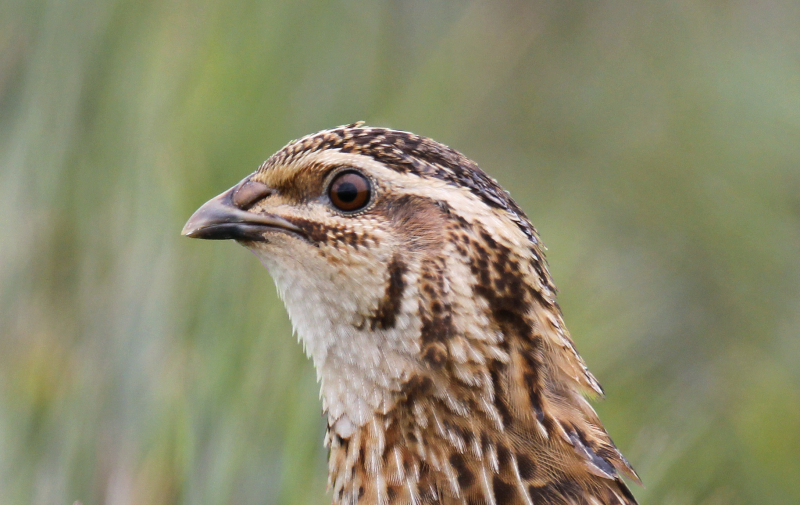 Un PMA Caille des blés vertueux en Haute-Garonne