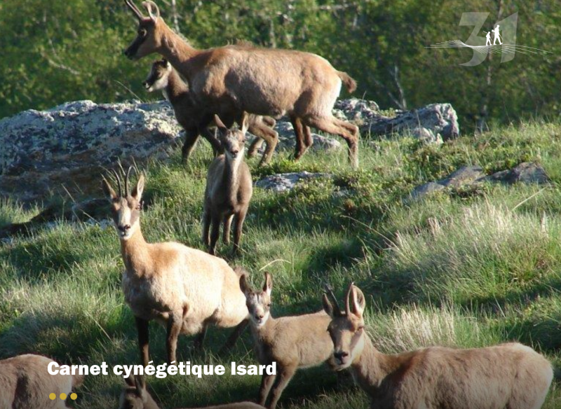 Isard 2025 : des effectifs globalement stables en Haute-Garonne !