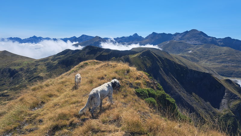 Suivi faune sauvage : cerf et perdrix grise sous observation