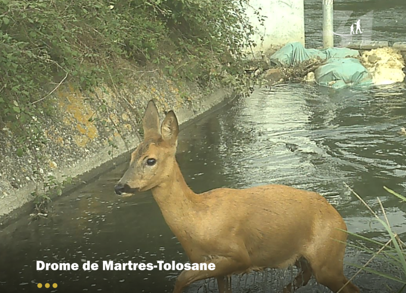 La drome de la Fédération sauve deux premiers chevreuils !