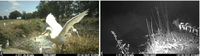 Des locataires inattendus sur le Canal de Saint-Martory !