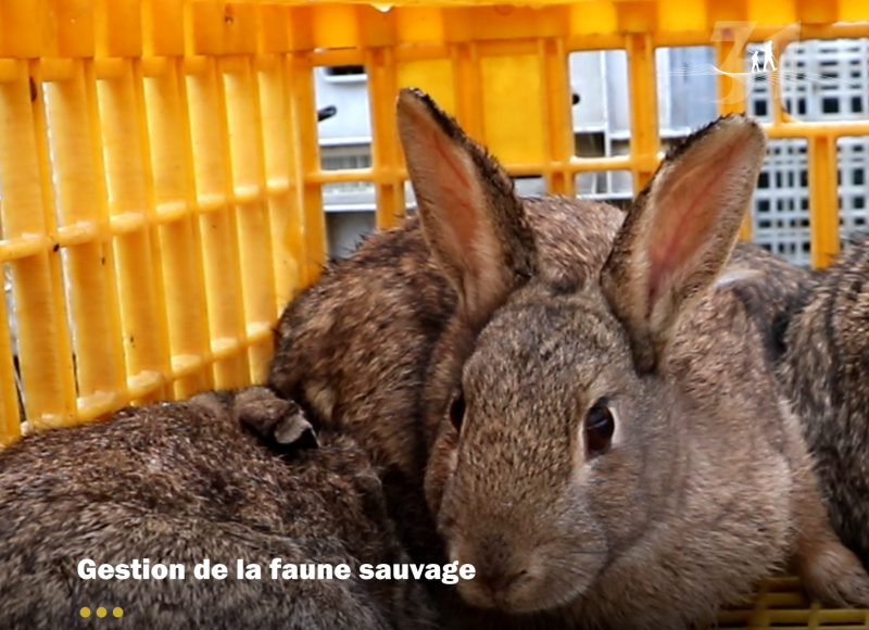 Une seconde vie pour les lapins...