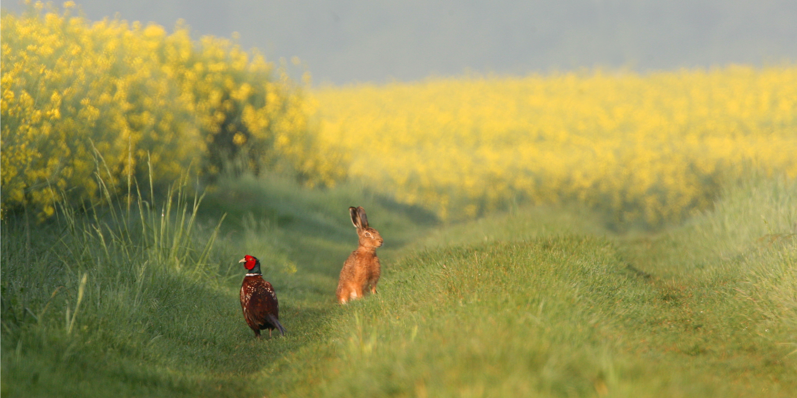 La FDC31 aménage des bordures de champ