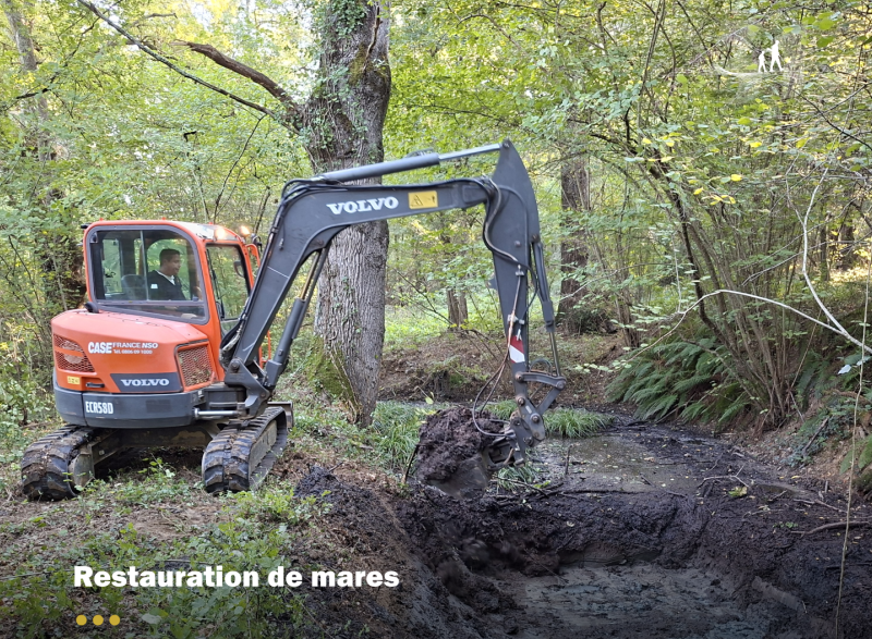 Bilan restauration des mares