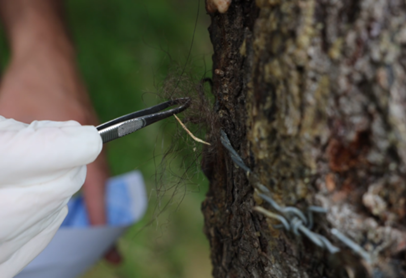 Vidéo : rôle de la FDC31 dans le suivi de l'ours brun pyrénéen